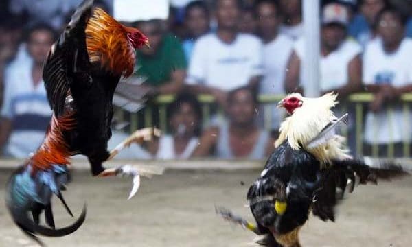 Philippine cockfighting